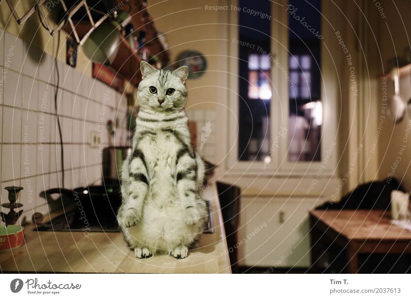Katze Tier Haustier 1 Tierjunges Kommunizieren Küche Farbfoto Innenaufnahme Menschenleer Abend Nacht Tierporträt Blick