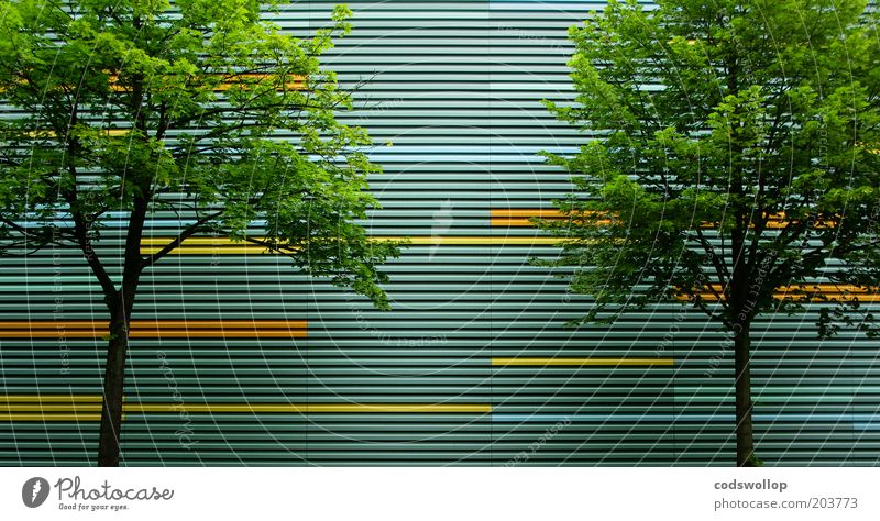 arborescence Natur Sommer Baum Architektur Fassade Stadt Gesellschaft (Soziologie) 2 Linearität Linie Farbfoto Außenaufnahme Muster Strukturen & Formen