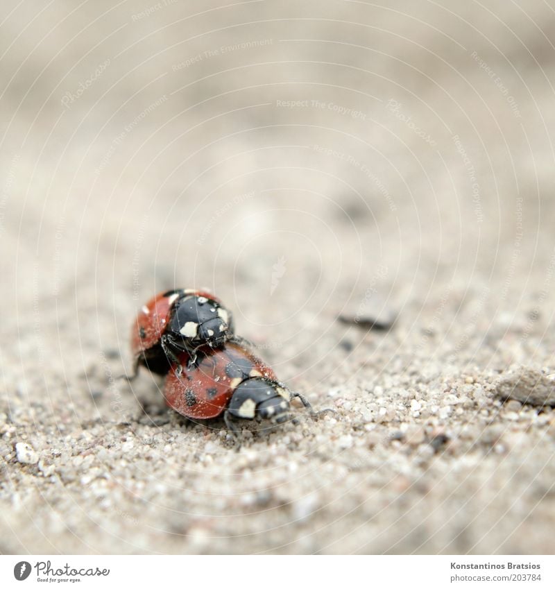 Sand im Getriebe Sommer Käfer Marienkäfer Insekt 2 Tier Tierpaar krabbeln dreckig klein nah niedlich unten Fortpflanzung Makroaufnahme Nahaufnahme Farbfoto