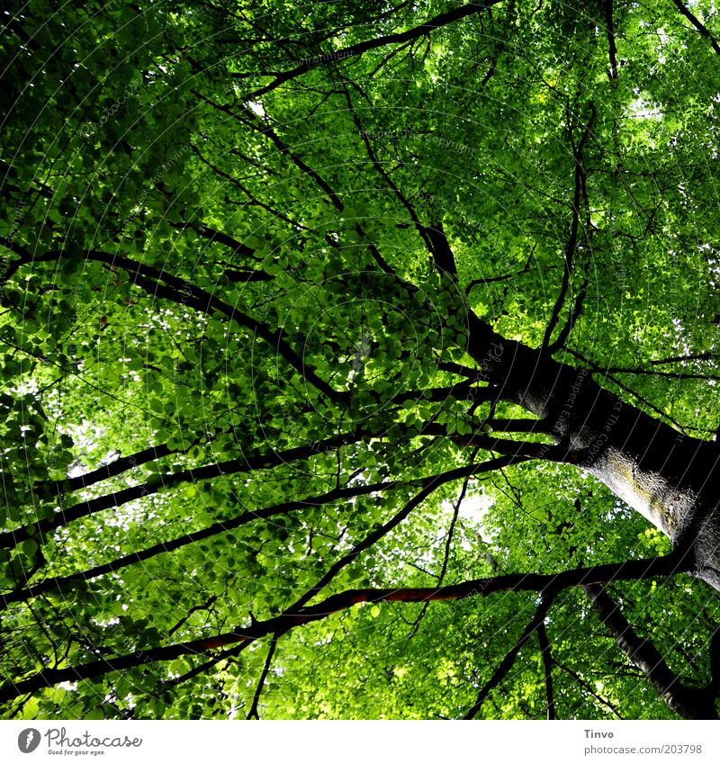 weit verzweigt Natur Frühling Pflanze Baum Park Wald alt hoch grün schwarz Kraft Erneuerung Zweige u. Äste Baumstamm formatfüllend Blätterdach Schattenspender
