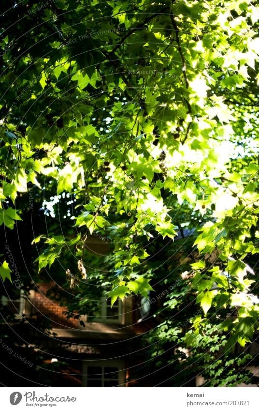Blätterdach Umwelt Natur Pflanze Sonnenlicht Sommer Klima Schönes Wetter Wärme Baum Blatt Grünpflanze Wildpflanze Haus Fenster Backstein Blühend leuchten