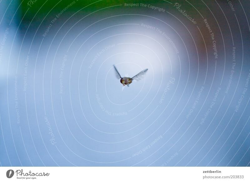 Schwebfliege Fliege fliegen Schweben Summen Flügel Insekt Hautflügler Natur Tier Textfreiraum Freisteller 1 einzeln Luft