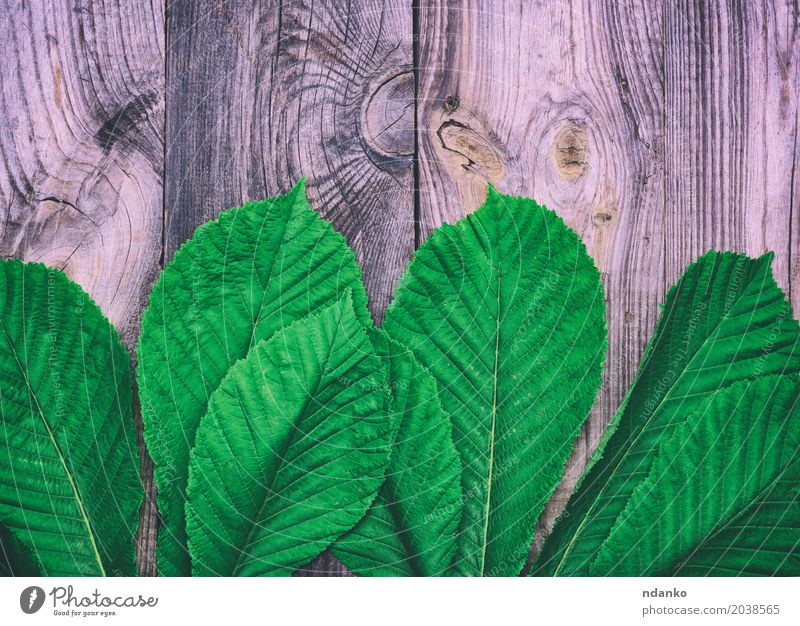 Grüne Blätter eines Kastanienbaums Blatt Holz natürlich grau grün Kreativität Frühling Entwurf Dekor Konsistenz leer altehrwürdig Hintergrund Raum Material