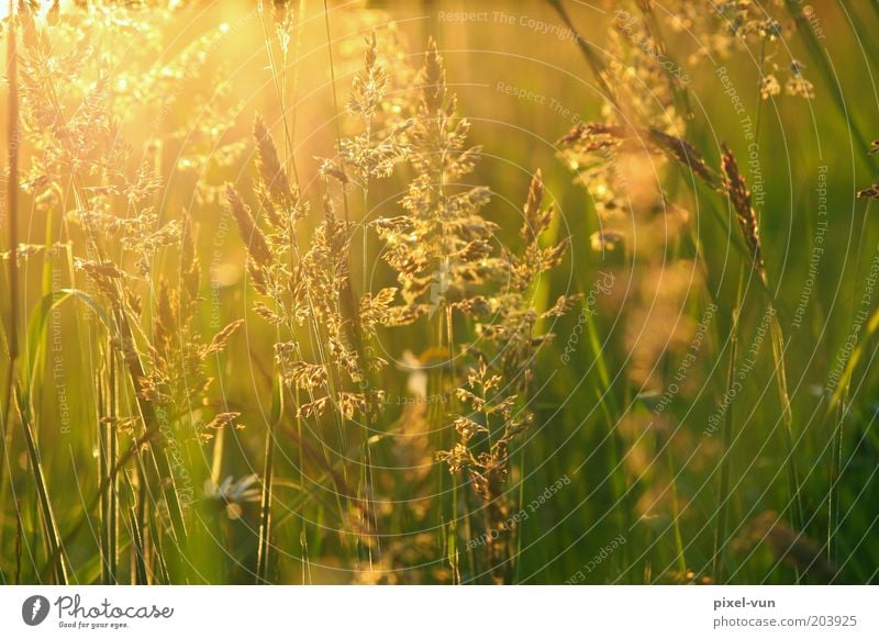 Wiesengold Schönes Wetter Gras Wildpflanze Warmherzigkeit ruhig Leben Hoffnung Erholung Frieden Gefühle Halm Mai Sonnenstrahlen Farbfoto Außenaufnahme