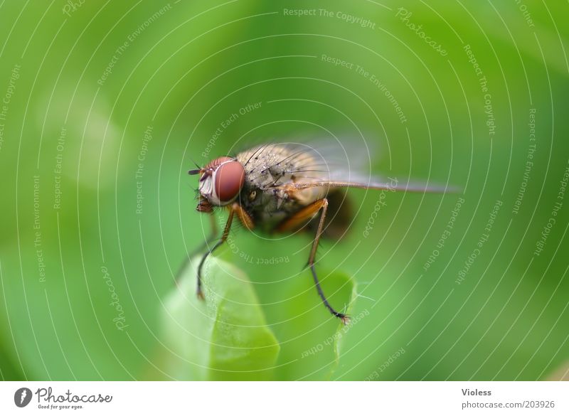 Ist da wer??? Tier Fliege Tiergesicht Flügel 1 beobachten grün Farbfoto Makroaufnahme Tag Blick Facettenauge