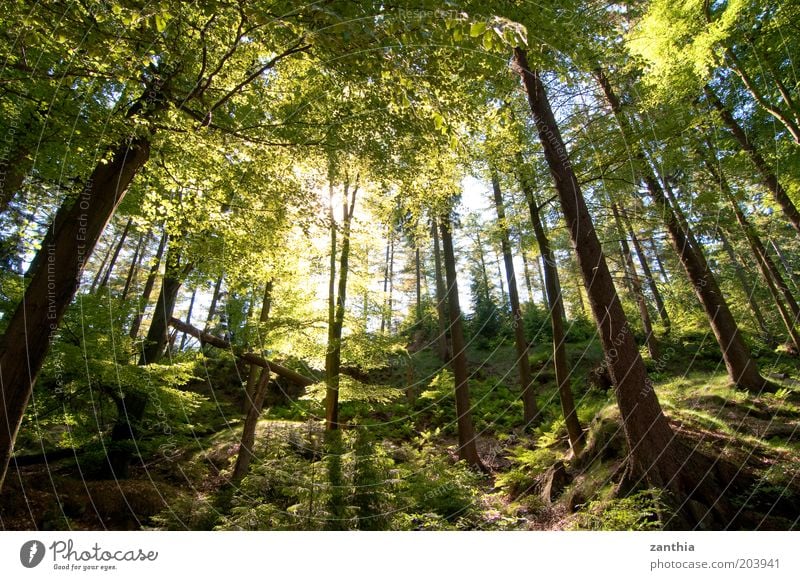Silberbachtal Natur Landschaft Pflanze Sonne Sonnenlicht Sommer Schönes Wetter Baum Wald frisch hell natürlich braun grün Freiheit Hoffnung Leben Stimmung