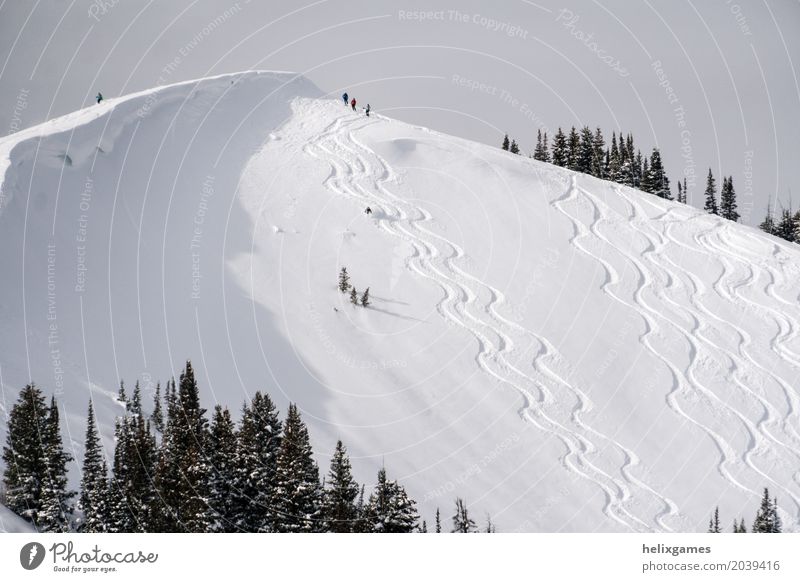 Powder Skifahren Winter Schnee Berge u. Gebirge Sport Snowboard Natur Landschaft Alpen frisch blau weiß Aktion alpin Backcountry kalt tief Freeride gefroren