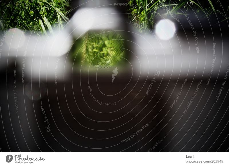 scharf stellen Fotografieren Fotokamera Umwelt Gras alt Kreativität Farbfoto Außenaufnahme Menschenleer Tag Sonnenlicht Zentralperspektive Sucher analog