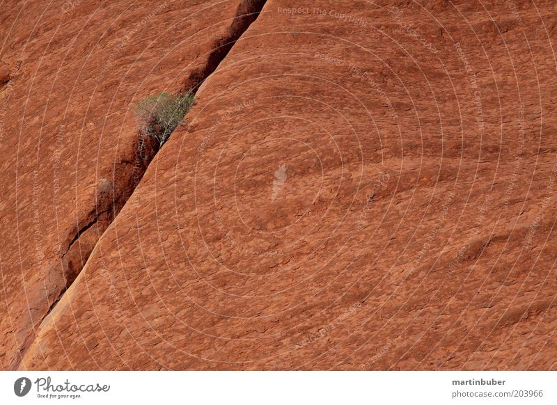Uluru Natur Stein dehydrieren außergewöhnlich groß ruhig Reinheit Kraft stagnierend Australien Steinwand rot Sträucher Spalte hartnäckig Monolith Monochrom
