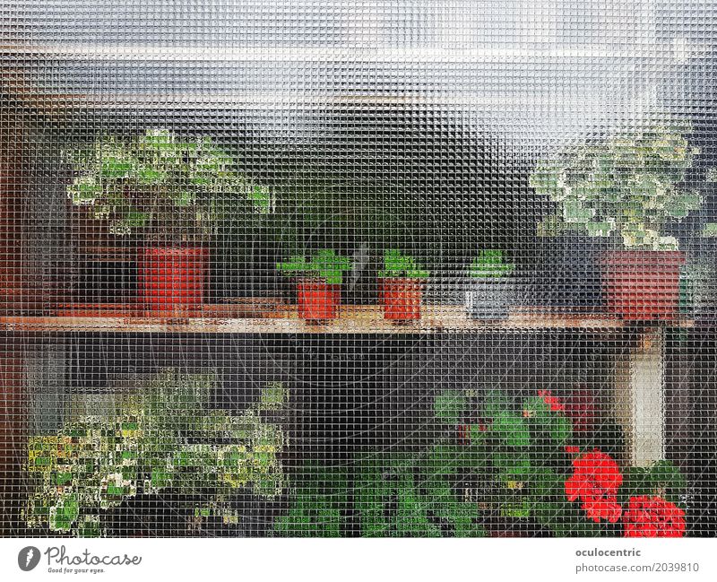 Anonyme Pflanzen Blume Business Fenster anonym grün rot Tisch Möbel Schrank Glas Blumentopf hinten sonnig Nizza schön doppelt m Farbfoto Menschenleer Licht