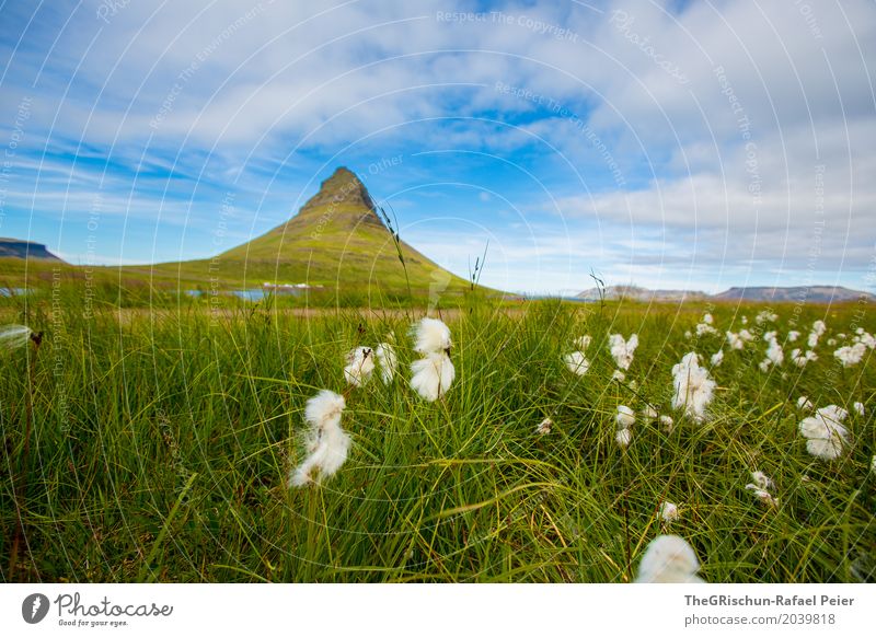 Kirkjufell Umwelt Natur Landschaft blau grün weiß Island kirkjufell Blume Himmel Wolken Wahrzeichen Moor Gras saftig Berge u. Gebirge Tourismus Reisefotografie