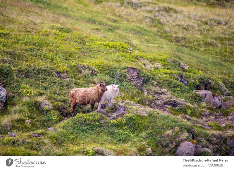 Island-Schaf Tier Nutztier 2 braun grau grün weiß Lebewesen Haare & Frisuren Fell Weide Hügel Stein Gras Freundschaft Farbfoto Außenaufnahme Menschenleer Tag