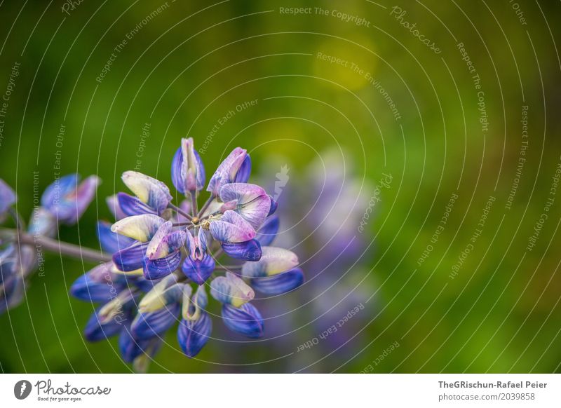 Blume Umwelt Natur blau grün violett Tiefenschärfe Blühend Unschärfe Botanik Pflanze ästhetisch Farbfoto Außenaufnahme Menschenleer Textfreiraum oben Tag