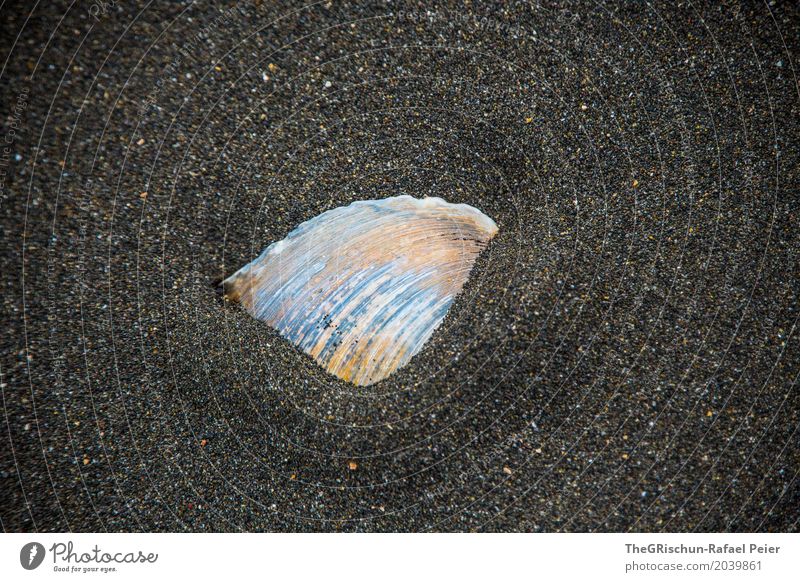 Muschel Natur Sand blau orange schwarz Strand Lavastrand vergraben Lebewesen Muster Strukturen & Formen körnig Sandkorn Farbfoto Außenaufnahme Detailaufnahme