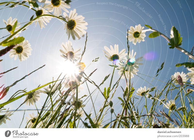 neulich in der Blumenwiese Umwelt Natur Pflanze Himmel Wolkenloser Himmel Klima Wetter Schönes Wetter Blüte Fröhlichkeit frisch hell blau weiß Margerite Licht