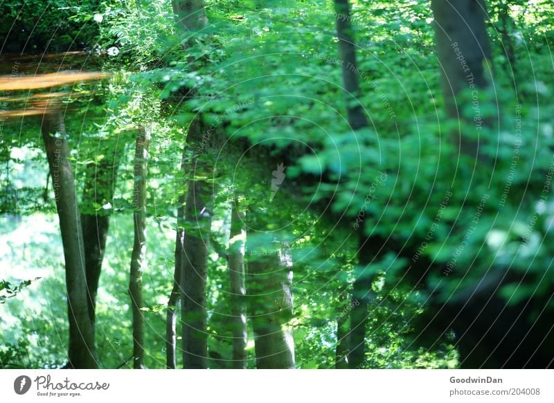 wo lang? da lang! III ruhig Natur Pflanze Wasser Wärme Baum Blatt Park grün Farbfoto Außenaufnahme Menschenleer Licht Reflexion & Spiegelung
