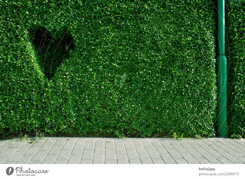 naturliebhaber Design Glück Umwelt Pflanze Grünpflanze Hecke Buchsbaum Bürgersteig Herz Verliebtheit Umweltschutz Laternenpfahl Farbfoto mehrfarbig
