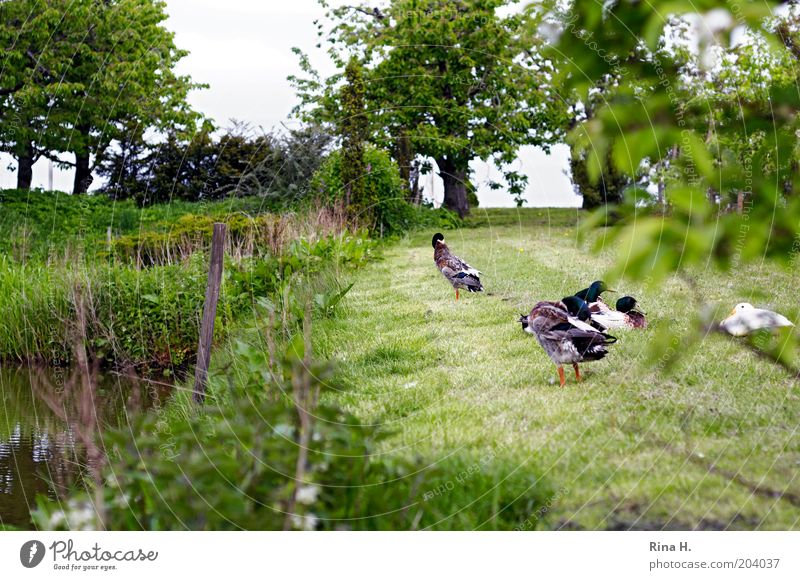Siesta auf der Wiese Natur Landschaft Garten Nutztier Vogel Ente Tiergruppe Reinigen authentisch ruhig Zufriedenheit friedlich Erholung Farbfoto Außenaufnahme