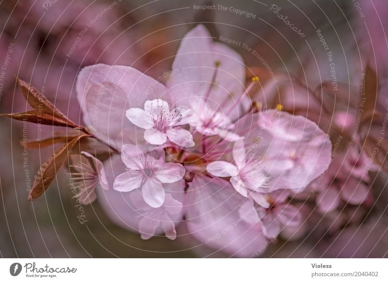 am Anfang ...... schön Frühling Baum Blüte Kirschblüten Zierkirsche Rosengarten rosa weiß Vergänglichkeit Beginn Japan Japanisch Sherry Farbfoto Außenaufnahme