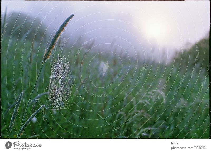 Taumel Wassertropfen Gras Wiese Spinnennetz grün ruhig Halm unberührt urwüchsig Außenaufnahme Morgendämmerung Schwache Tiefenschärfe Menschenleer