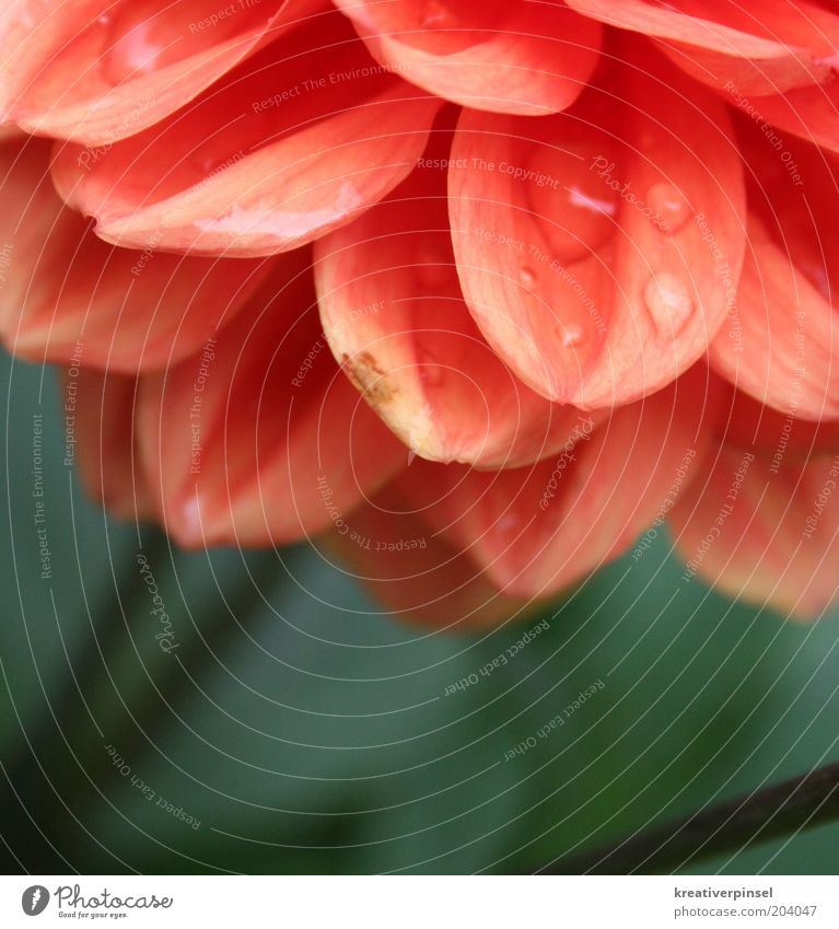tropfen Natur Pflanze Wassertropfen Frühling Sommer Blume Farbe Stil rot grün Blütenblatt Detailaufnahme Tau Tropfen Farbfoto Außenaufnahme Nahaufnahme
