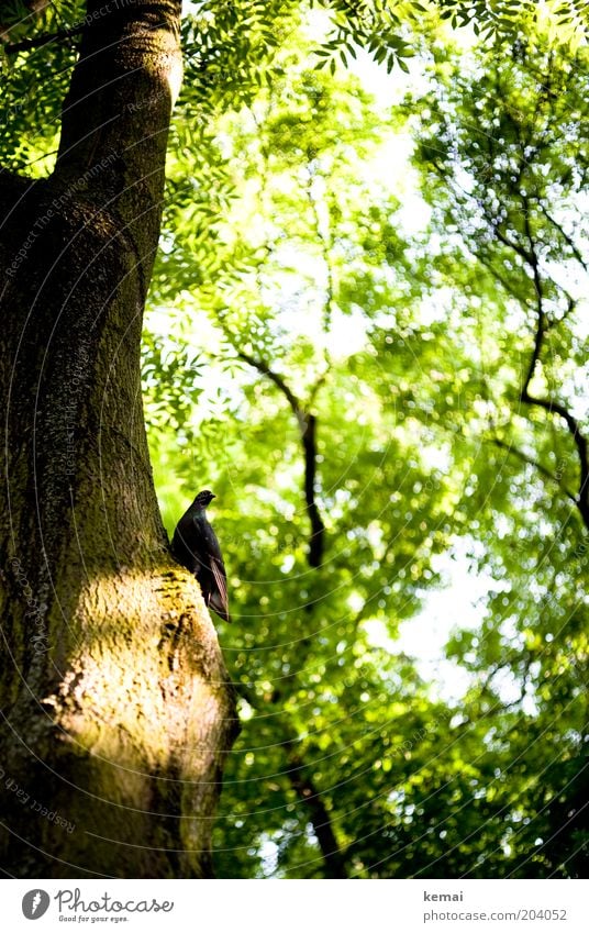 Fried(en)hofs-Taube Umwelt Natur Pflanze Sonnenlicht Sommer Klima Schönes Wetter Wärme Baum Blatt Grünpflanze Wildpflanze Garten Tier Vogel 1 leuchten sitzen