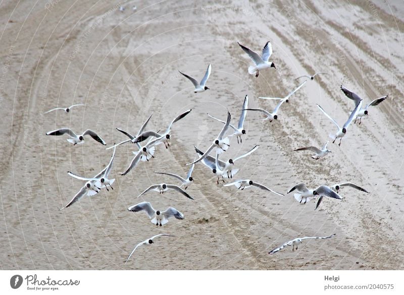 Risiko | Möwenattacke Landschaft Tier Strand Ostsee Insel Usedom Vogel Schwarm fliegen Blick authentisch frei Zusammensein einzigartig natürlich braun grau weiß