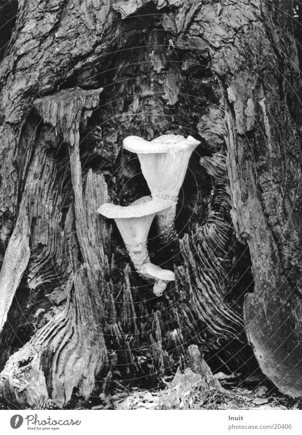 Baumpilze matt Pilz Schwarzweißfoto paarweise
