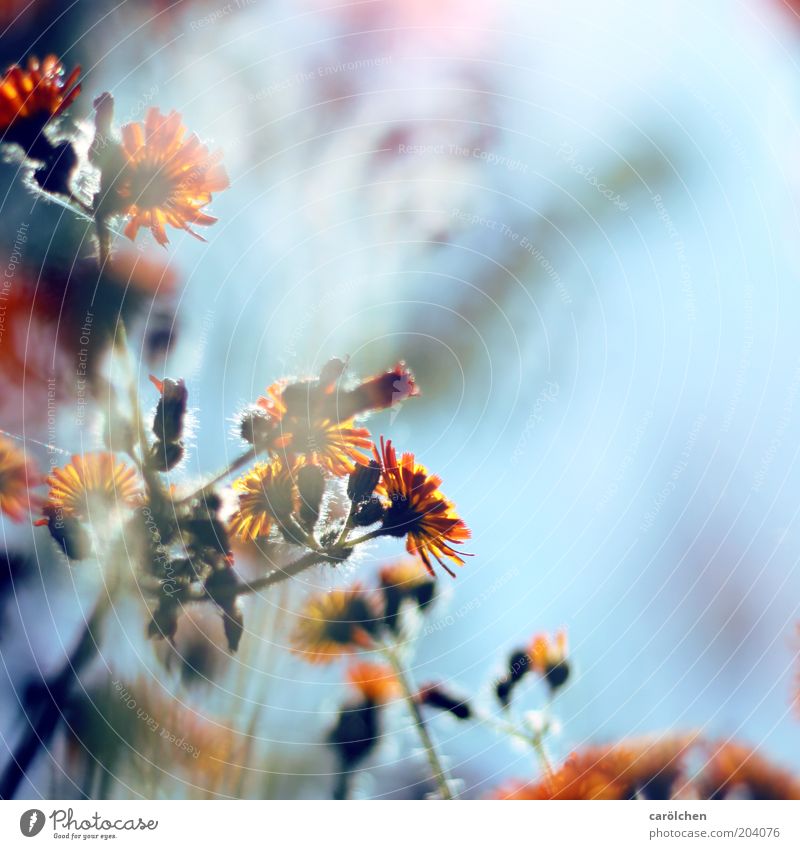 Blümchen orange Q Umwelt Natur Pflanze Frühling Sommer Blume Blüte blau Blütenstiel Gegenlicht zart Farbfoto Außenaufnahme Menschenleer Textfreiraum rechts