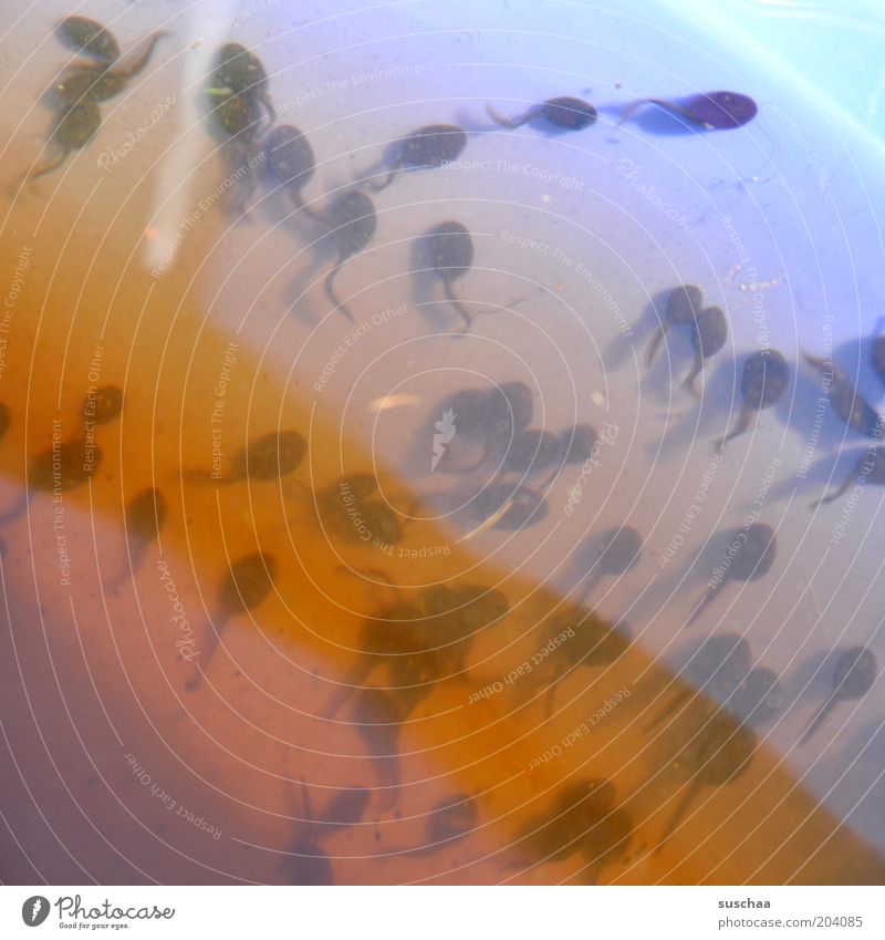 froschbabys Umwelt Natur Wasser Aquarium Tiergruppe Bewegung Wachstum Wandel & Veränderung Kaulquappe Farbfoto Außenaufnahme Metamorphose Schwarm Tag