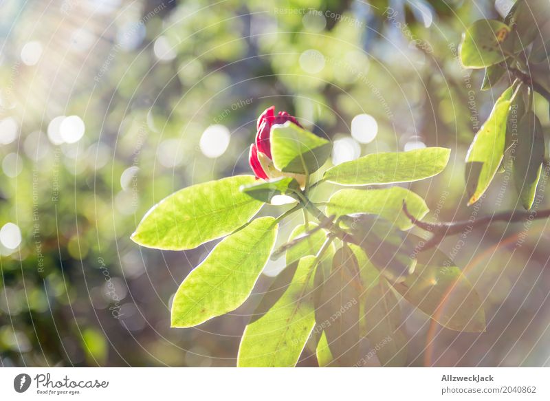 Frühling Sonne Blüte Natur Pflanze Sonnenlicht Sommer schön grün rot Wachstum Farbfoto Außenaufnahme Detailaufnahme Menschenleer Tag Licht Sonnenstrahlen
