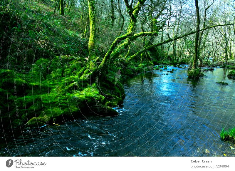 Galizische Wälder Natur Pflanze Wasser Baum Moos Wildpflanze Wald Flussufer Bach blau grün ästhetisch Einsamkeit Farbfoto Außenaufnahme Menschenleer