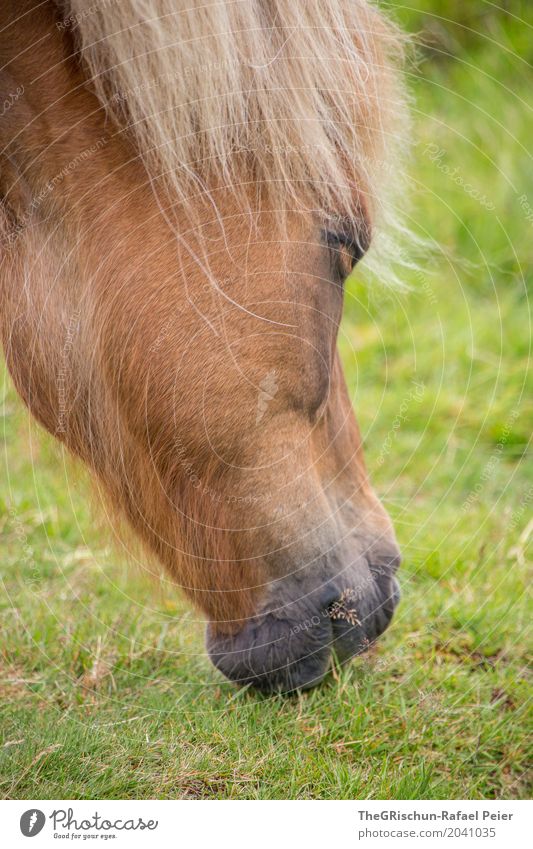 Isländer Tier 1 braun grün Pferd Lebewesen Schnauze Fressen Speise Grasland Weide Mähne Porträt Farbfoto Außenaufnahme Detailaufnahme Menschenleer Tag