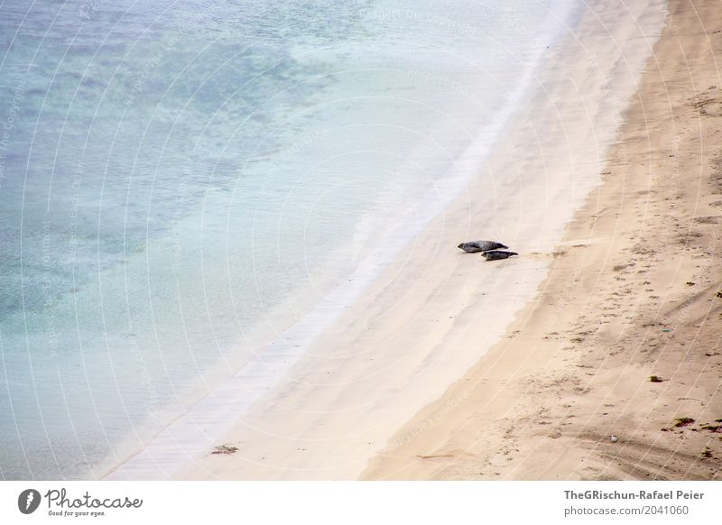 Strand Umwelt Natur Landschaft blau braun türkis weiß Robe Shetland Lebewesen Tier Paar Meer schlechtes Wetter Wasser liegen Sand Verlauf Ferne Farbfoto