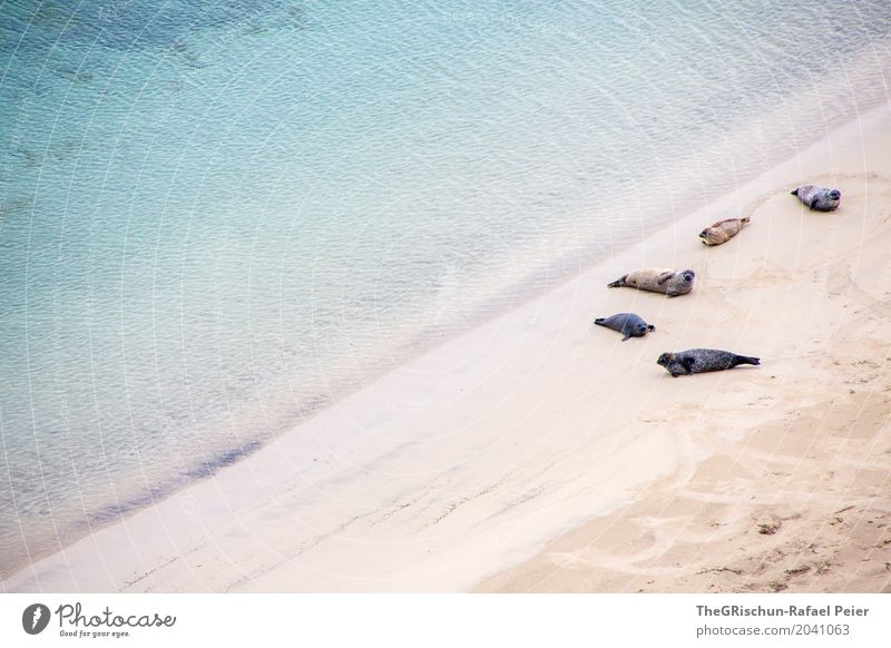 Sonnenbad Umwelt Natur Landschaft blau braun türkis weiß Robben Tier Familie & Verwandtschaft liegen Erholung Meer Wasser Shetland Sand nass kalt Spuren