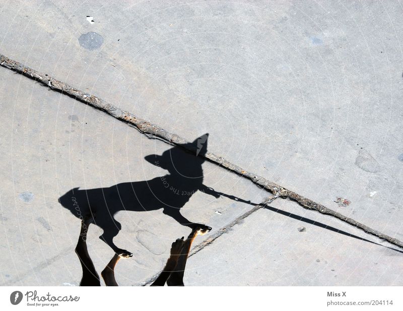 Tinkerbell Straße Tier Hund 1 klein lustig Gassi gehen Bürgersteig Farbfoto Gedeckte Farben Außenaufnahme Menschenleer Textfreiraum oben Schatten Silhouette