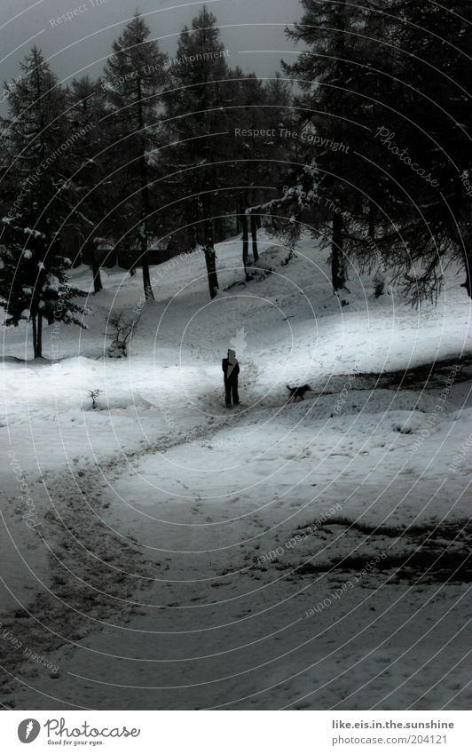 frauchen und der liebe schnee... ruhig Spaziergang Gassi gehen Winter Schnee Baum Park Wald Hügel Hund dunkel kalt schwarz weiß Einsamkeit Fußweg Spuren Fußspur