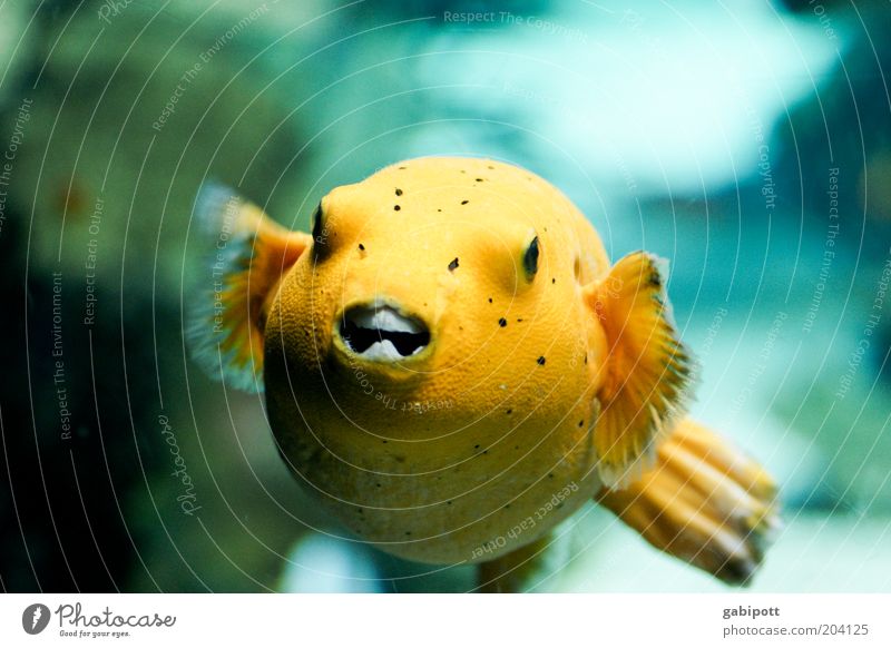 Lemonbaby: bissig Tier Fisch Aquarium 1 außergewöhnlich rund gelb Wasser Unterwasseraufnahme Farbfoto Menschenleer Kunstlicht Tierporträt Ganzkörperaufnahme