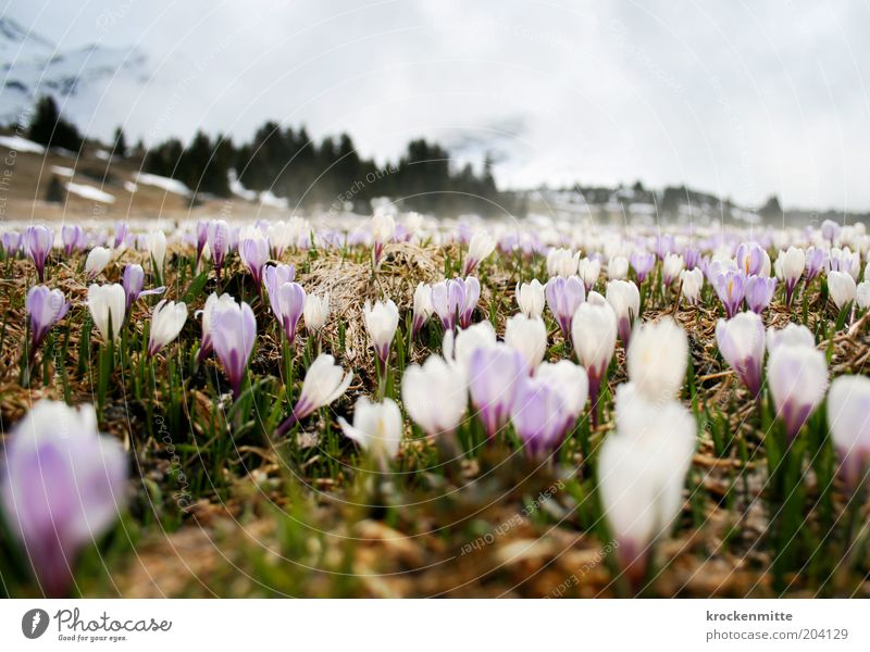 Alpenfrühling II Umwelt Natur Landschaft Pflanze Erde Frühling Nebel Krokusse Wiese schön violett weiß Alp Flix Frühlingstag Frühlingskrokus Wiesenblume Schweiz