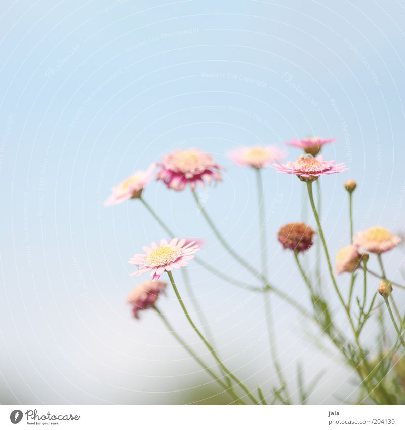 blümchen Natur Pflanze Blume schön blau rosa Farbfoto Außenaufnahme Menschenleer Textfreiraum oben Tag Blühend Himmel Blütenblatt