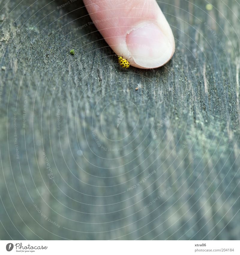 kleiner käfer Finger Tier Käfer 1 krabbeln Fingernagel Marienkäfer Farbfoto Außenaufnahme Nahaufnahme Detailaufnahme Textfreiraum unten Tag