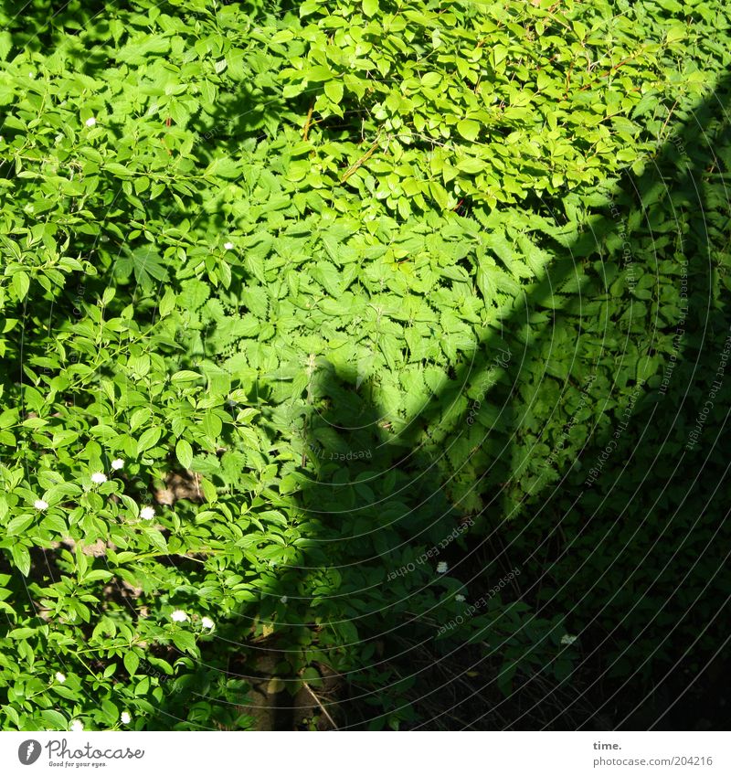 Waldsalattheke grün Blatt Brücke Pflanze Wachstum Laubbaum Schatten Silhouette anlehnen Brückengeländer Außenaufnahme Umwelt Pause fantastisch üppig (Wuchs)