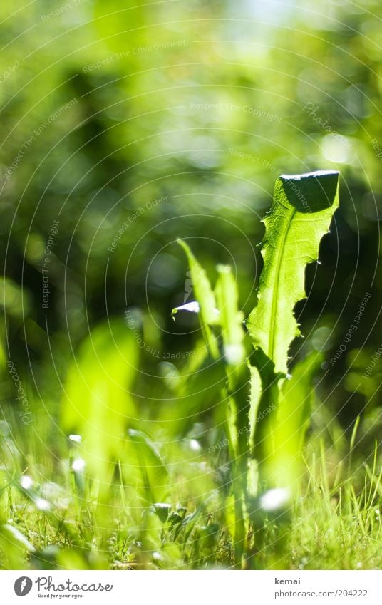 Löwenzahn Umwelt Natur Pflanze Sonnenlicht Frühling Sommer Klima Schönes Wetter Wärme Gras Blatt Grünpflanze Wildpflanze Unkraut Wiese frisch hell grün