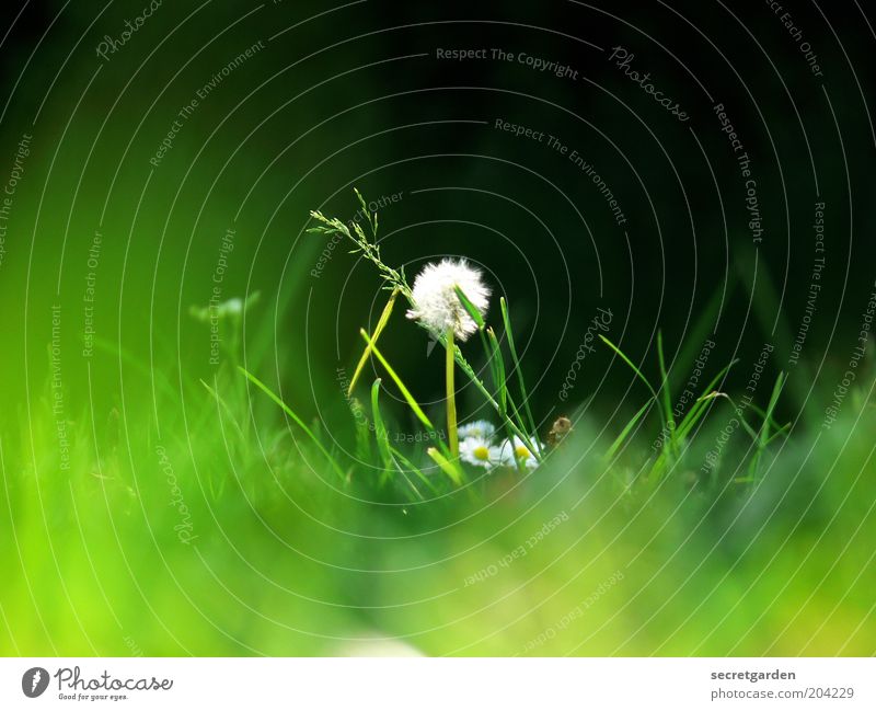 im mittelpunkt stehen. Umwelt Natur Pflanze Frühling Sommer Gras Löwenzahn Wiese grün schwarz weiß Einsamkeit einzigartig Mittelpunkt Farbfoto Außenaufnahme