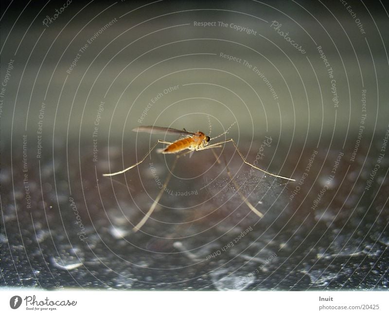Mücke Plagegeist Insekt stechen saugen Durchlicht Nahaufnahme