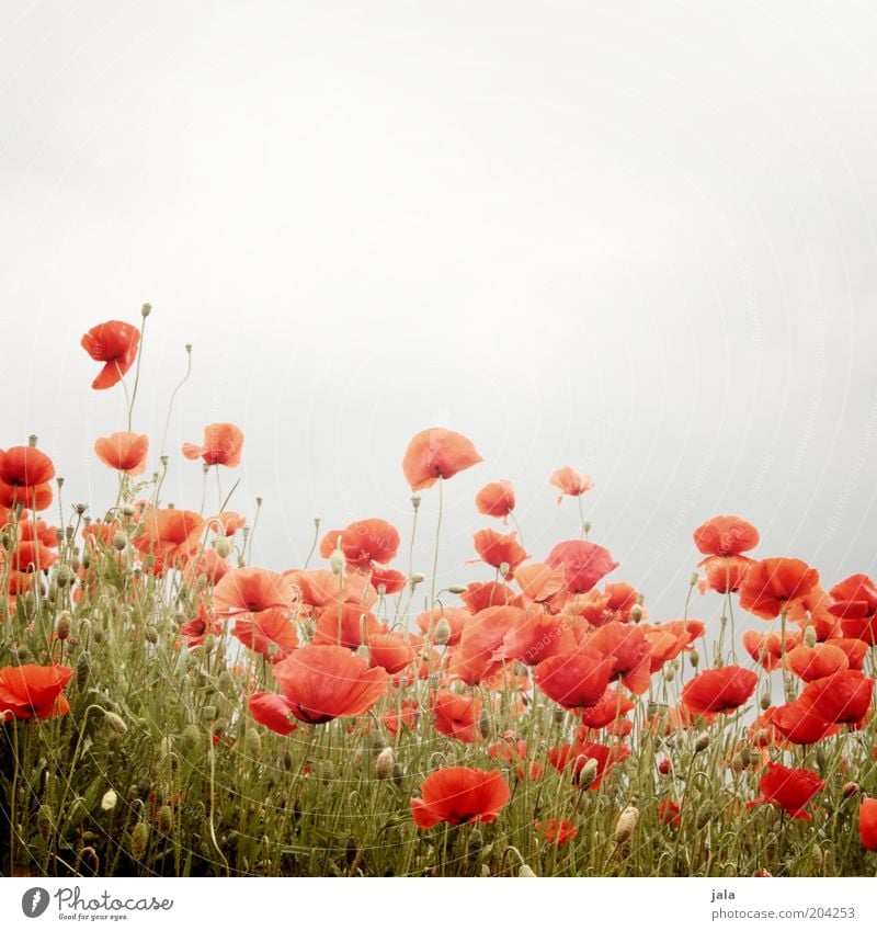 blumenwiese Natur Pflanze Blume Gras Mohn Mohnfeld Wiese grau rot Farbfoto Außenaufnahme Menschenleer Textfreiraum oben Tag Totale