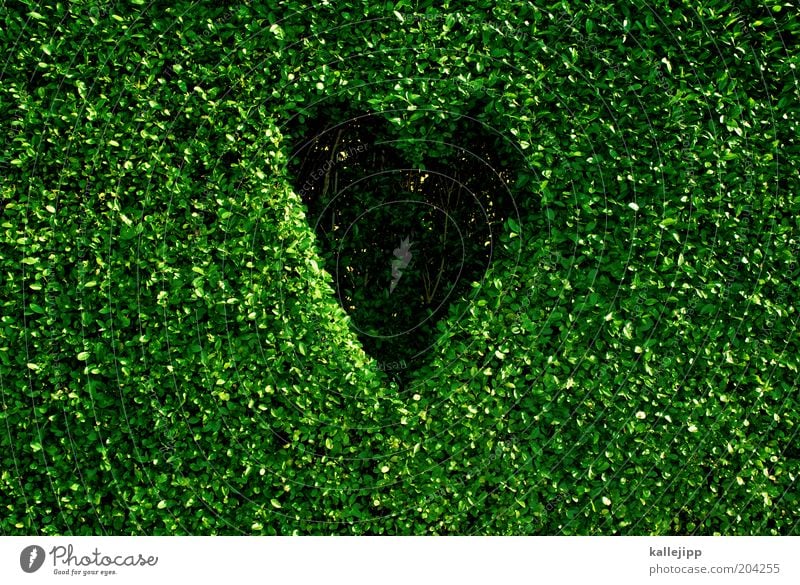 naturfreund Umwelt Natur Pflanze Klima Klimawandel Blatt Grünpflanze Zeichen Herz nachhaltig Design Umweltschutz grün Buchsbaum Hecke geschnitten Loch Farbfoto