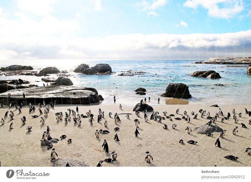 ringelrein | pinguintanz Ferien & Urlaub & Reisen Tourismus Ausflug Abenteuer Ferne Freiheit Wellen Küste Strand Bucht Meer Wildtier Vogel Pinguin