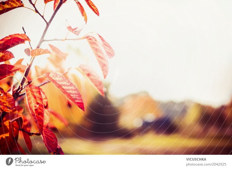 Herbst Hintergrund mit schönen roten Baumblättern Design Garten Natur Sonnenlicht Schönes Wetter Pflanze Sträucher Blatt Park weich gelb Hintergrundbild