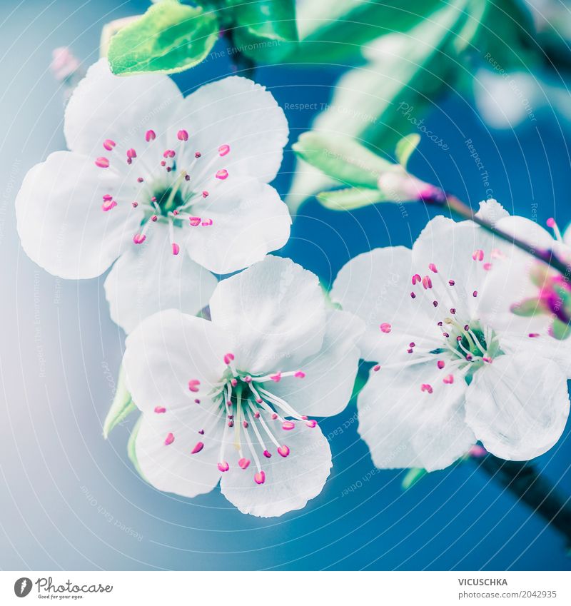 Nahaufnahme von hübschen Blüten Stil Design Sommer Garten Natur Pflanze Sonnenlicht Frühling Schönes Wetter Blume Blatt Park Blühend rosa Duft Pollen